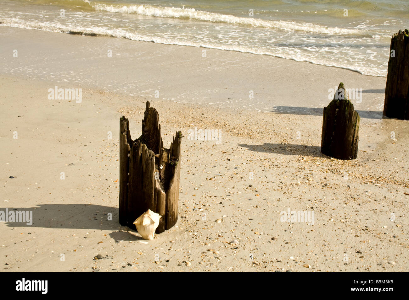 Tre decadendo palificazioni di legno con un conch conchiglia di fronte all'oceano nella spiaggia di Jacksonville, Florida Foto Stock