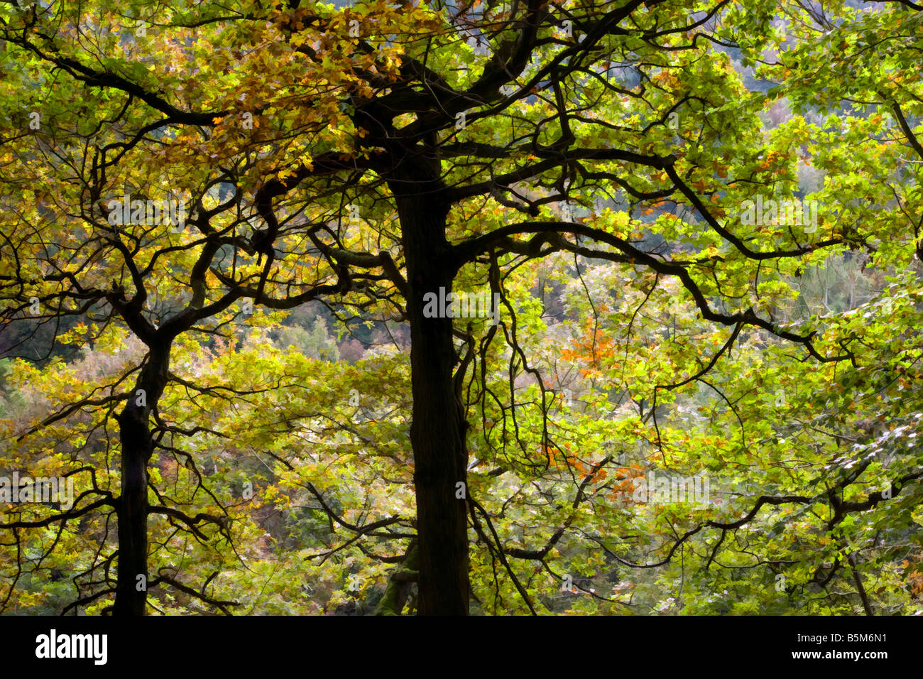 Derbyshire peak district alberi da bosco con colore di autunno e photoshop buzz filtro simplifier Foto Stock