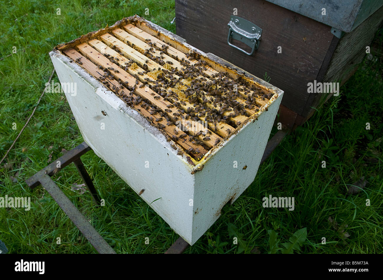 Api in un'apicoltura Foto Stock