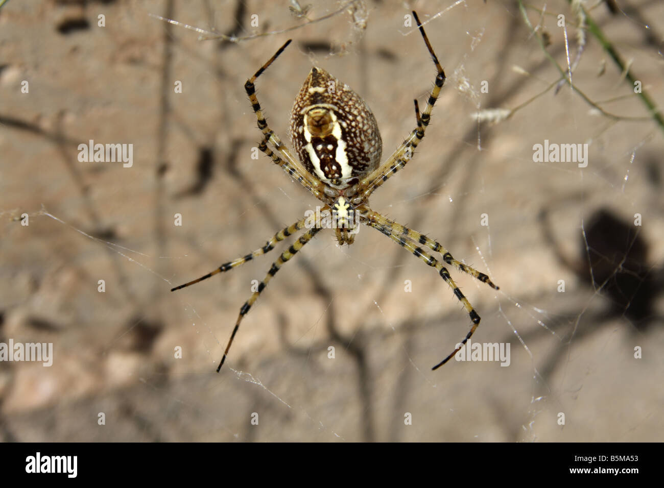 Giardino nastrati spider (Argiope Trifasciata), Arizona, Stati Uniti d'America Foto Stock