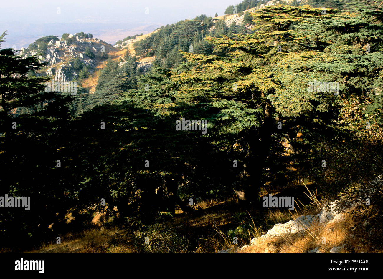 I Cedri di Barouk sul monte Libano, raggruppati in un boschetto nel Chouf Riserva di cedro del Libano, la più grande area di conservazione Foto Stock