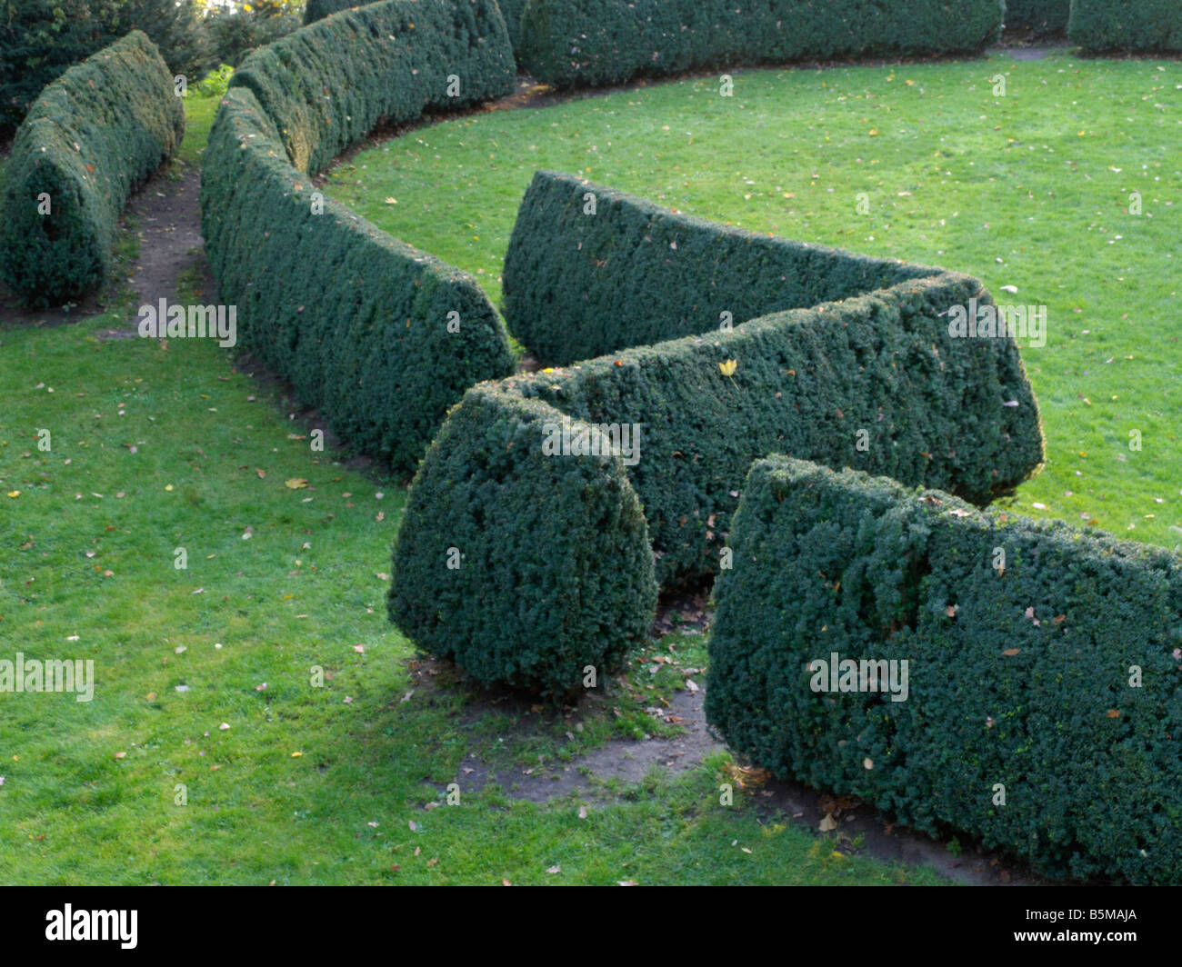 Common yew (Taxus baccata) giardino romano, Amburgo, Germania Foto Stock
