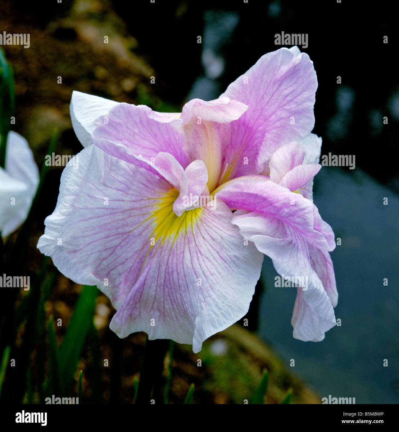 Giapponese Iris ensata Iseti No Haru Foto Stock