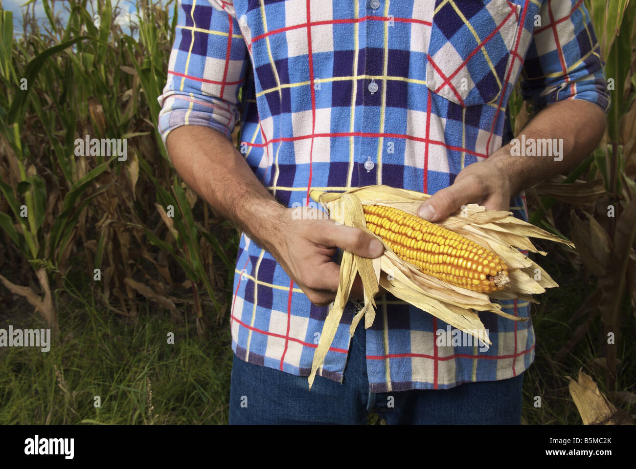 Un uomo esaminando un orecchio di mais in campo Foto Stock