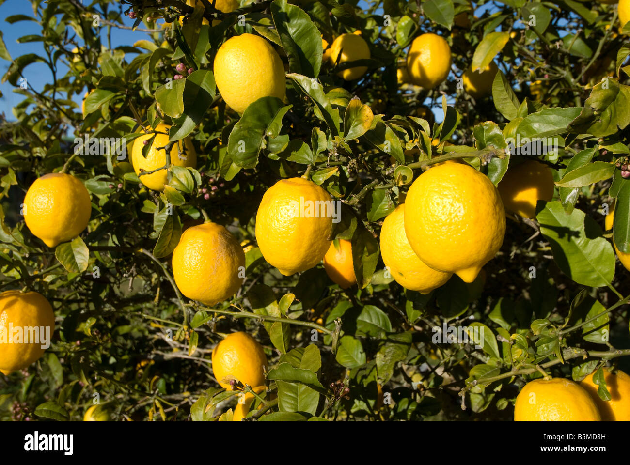 Limoni su un albero in Tolaga Bay, Nuova Zelanda. Foto Stock