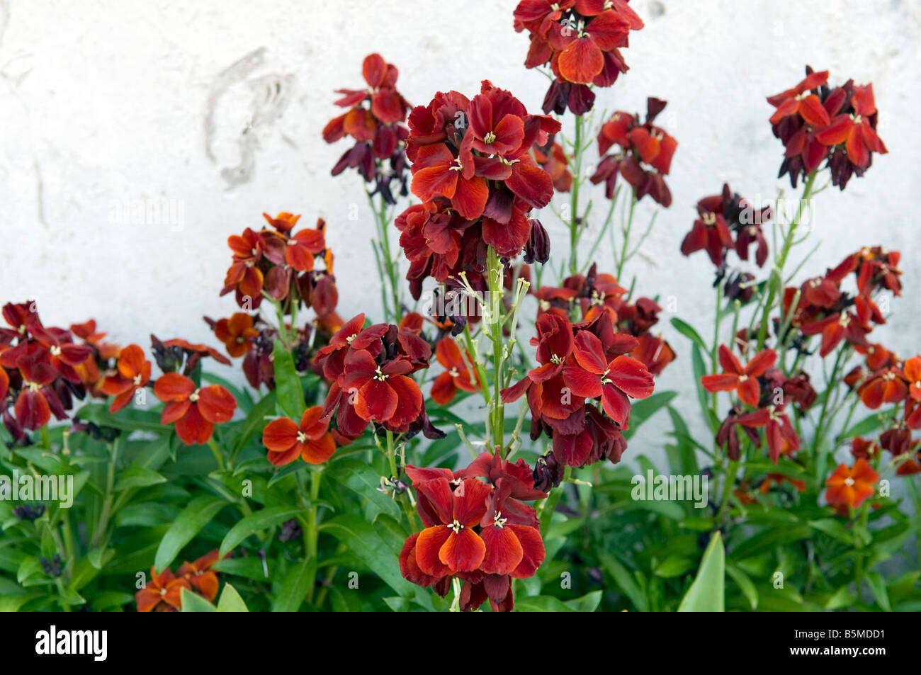 Cheiranthus cheiri 'Vulcan' violaciocca Foto Stock