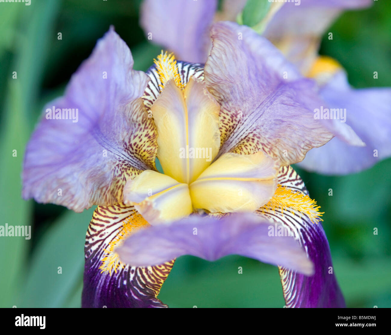 Barbuto Iridaceae Iris Bandiera Foto Stock