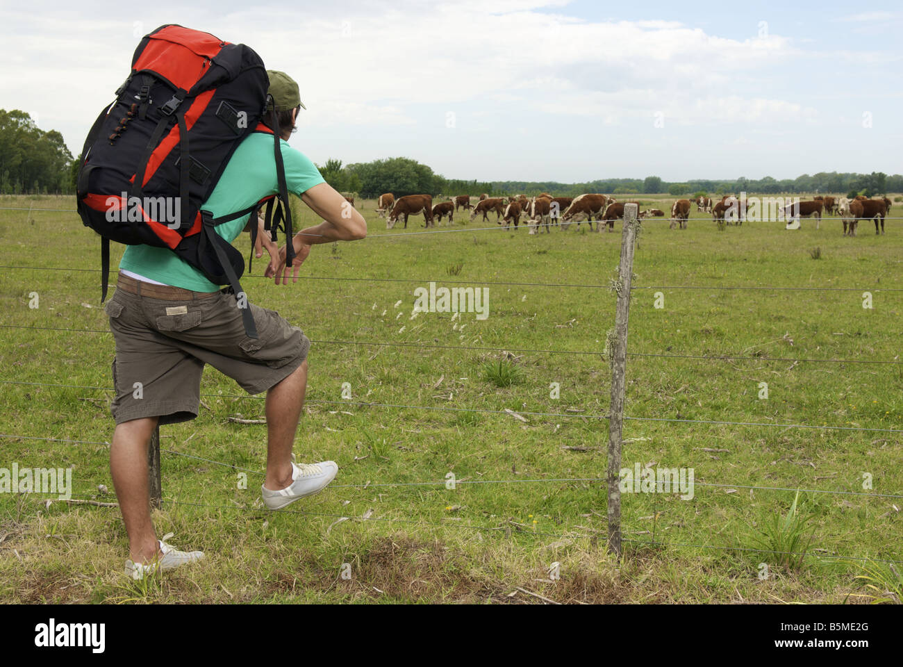 Un maschio backpacker cercando un sentito di capi di bestiame Foto Stock