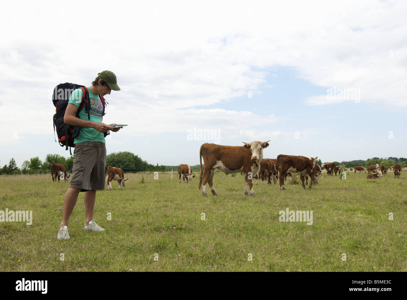 Un maschio backpacker guardando una mappa in un pascolo del bestiame Foto Stock