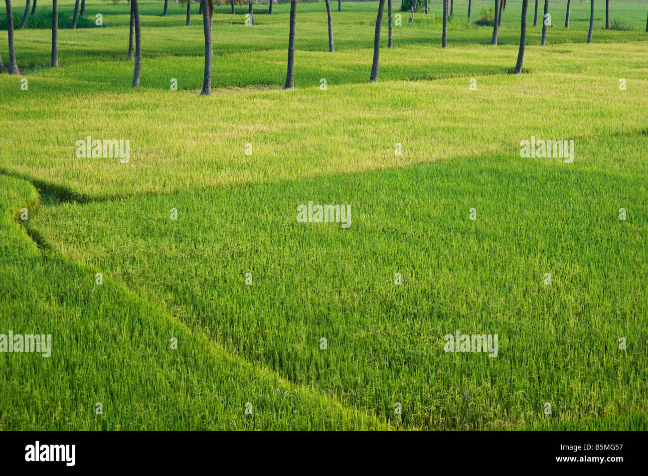 Gli alberi di cocco e di riso risoni in India rurale. Puttaparthi, Andhra Pradesh, India Foto Stock