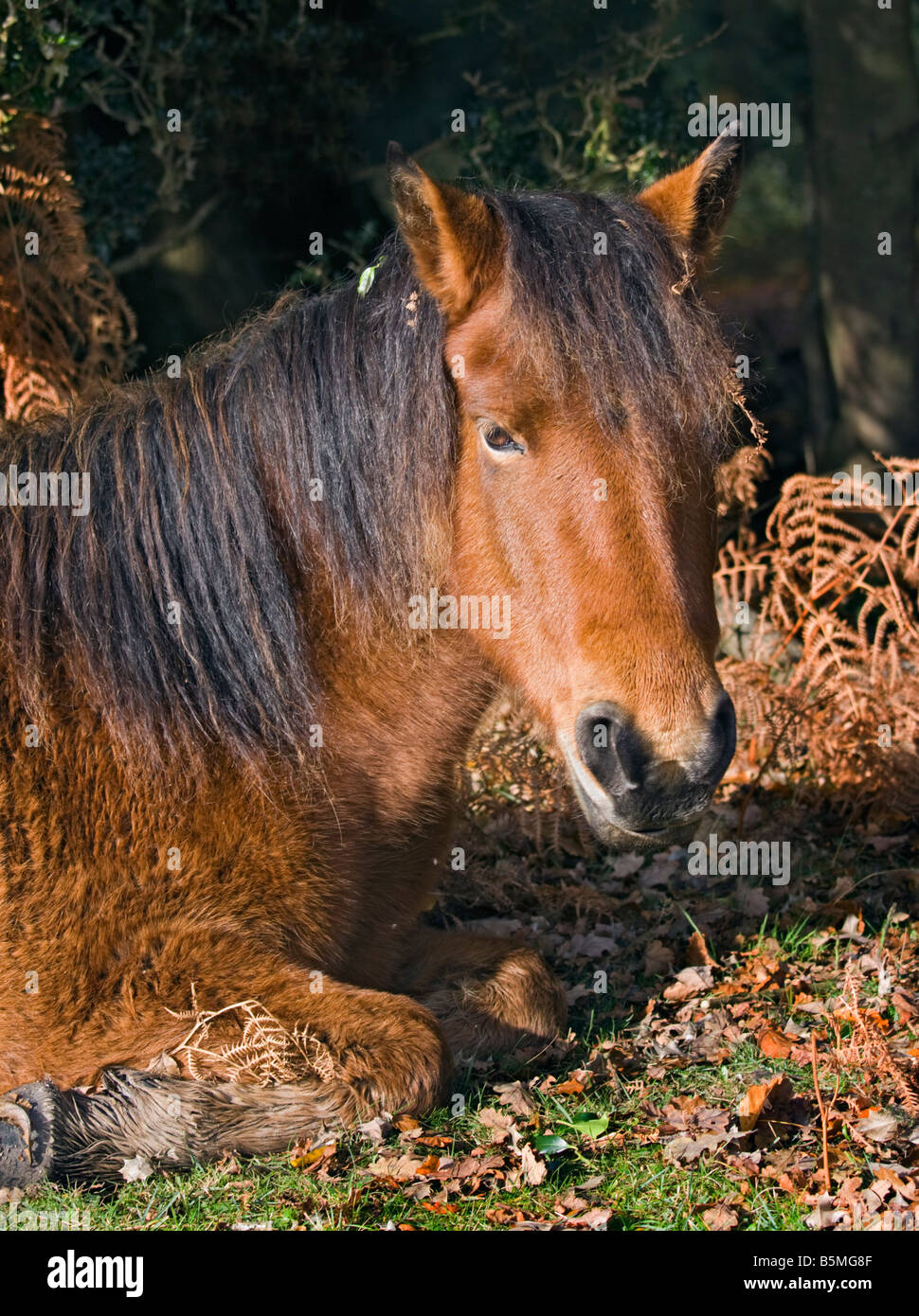 Pony nella nuova foresta, Hampshire, Inghilterra Foto Stock