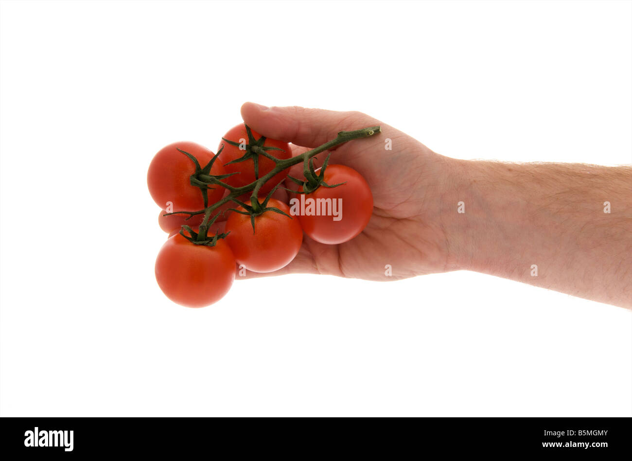 Mans diritto maschio mano tesa azienda vitigno coltivato i pomodori contro uno sfondo bianco Foto Stock