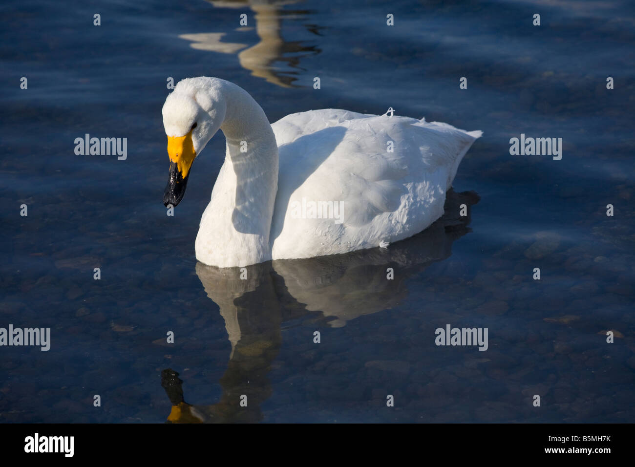 Hokkaido in Giappone unico Whooper Swan Cygnus cygnus su una sezione aperta del lago ghiacciato di Kussharo Akan National Park Foto Stock