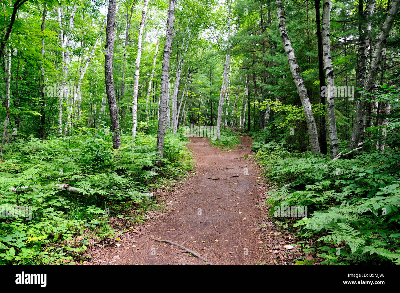 Un sentiero in una lussureggiante foresta verde in Algonquin Provincial Park Ontario Canada Foto Stock