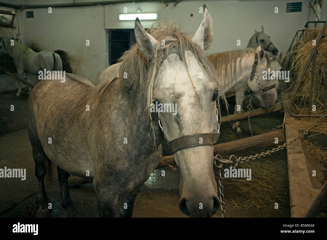 Cavalli lipizzani a tenuta di Educazione e Sviluppo centro sul Mt Manjaca della Repubblica Srpska in Bosnia e Erzegovina Foto Stock