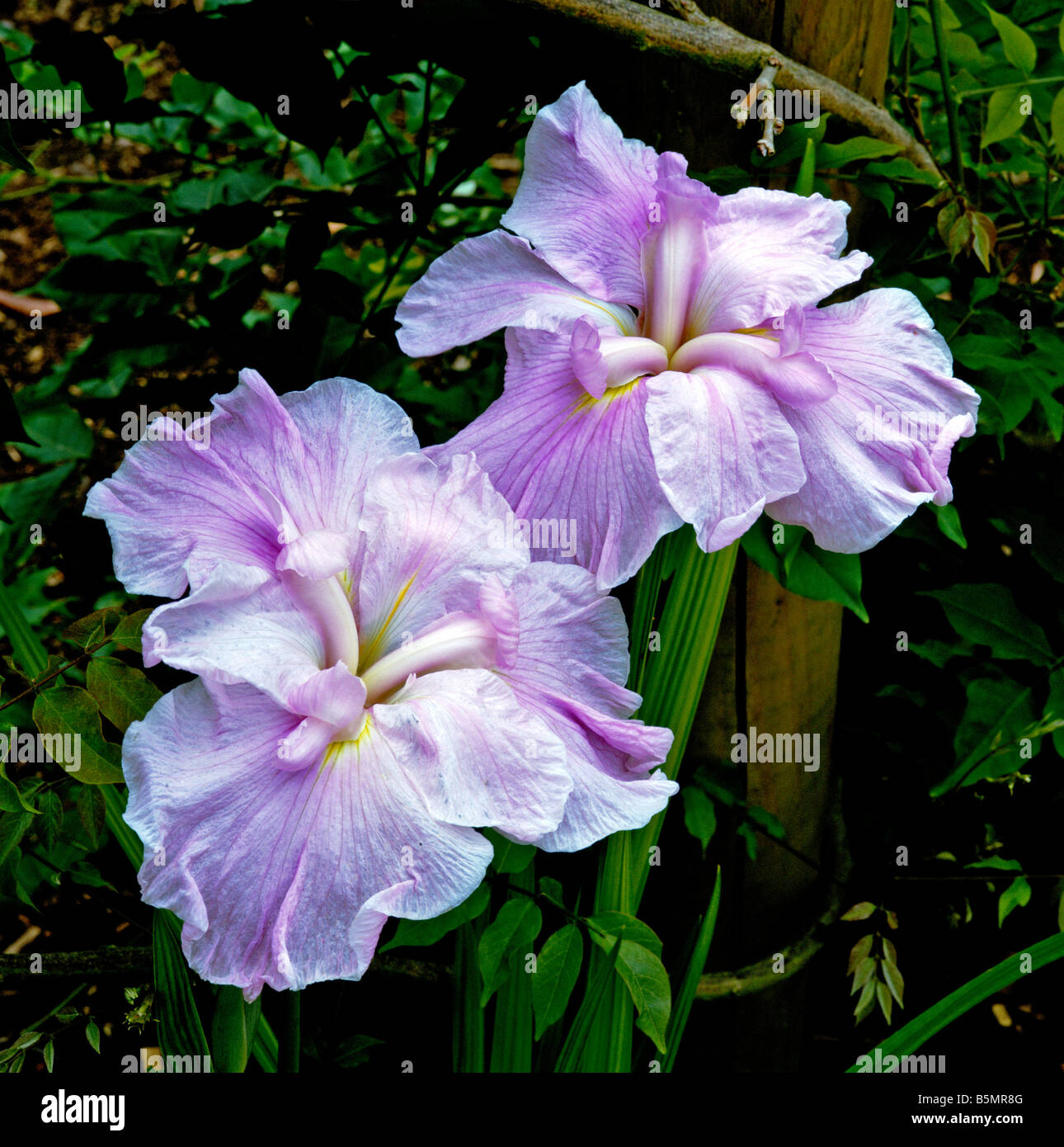 Giapponese Iris ensata Iseti No Haru Foto Stock