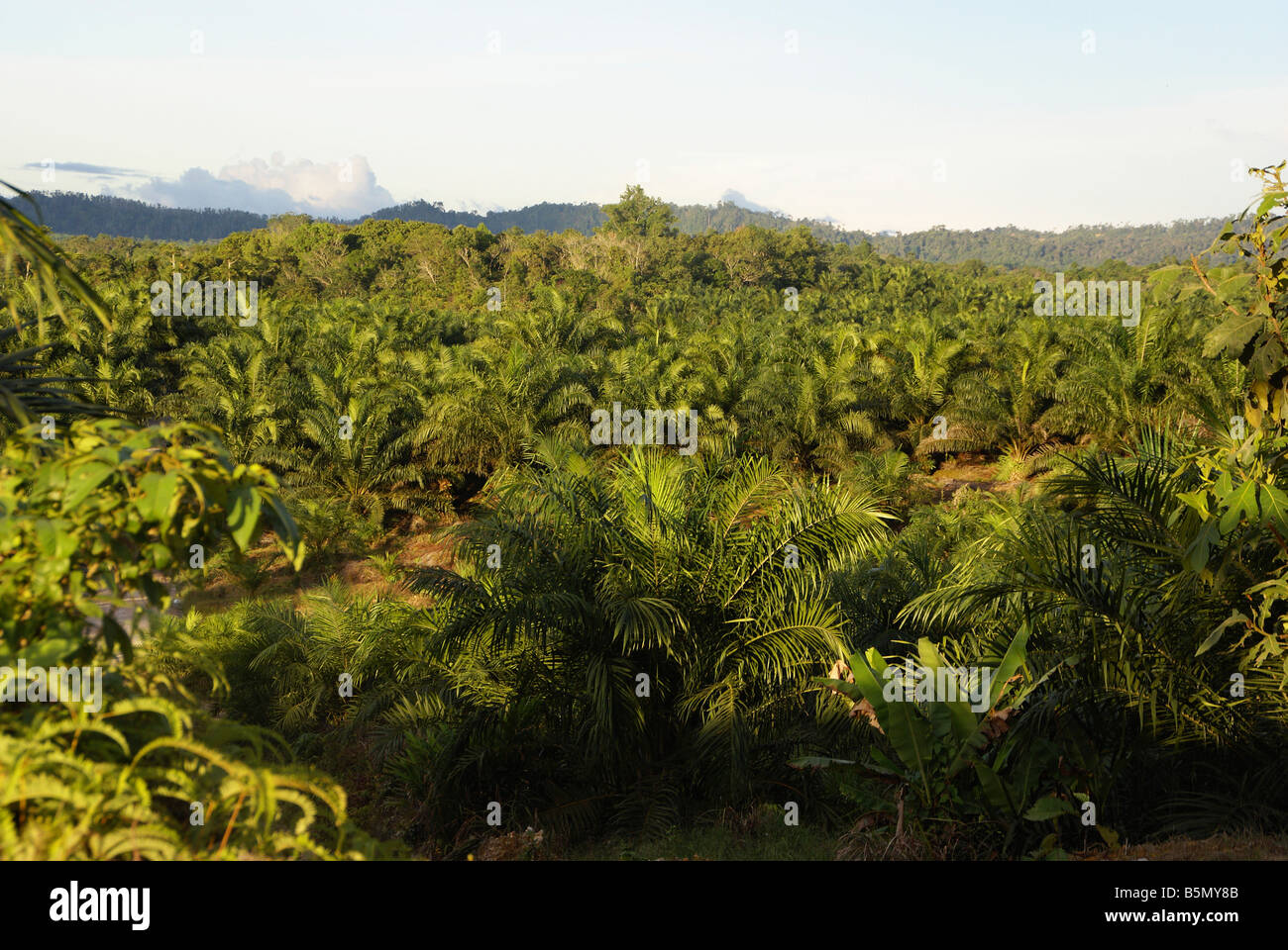 olio di palma immobiliare Foto Stock