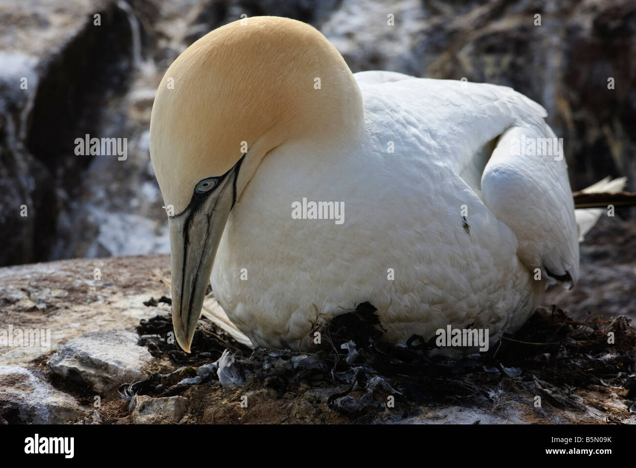 Morus bassanus, Gannett. Sul nido, incubare uova. Bass Rock, Scozia Foto Stock