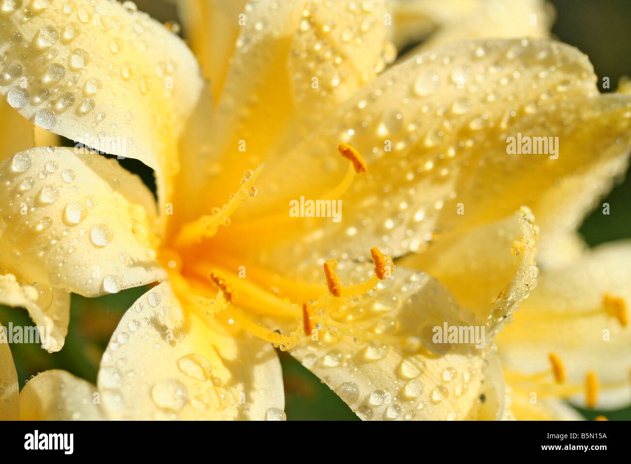 Le goccioline in giallo giglio kaffir Clivia miniata citrina Foto Stock