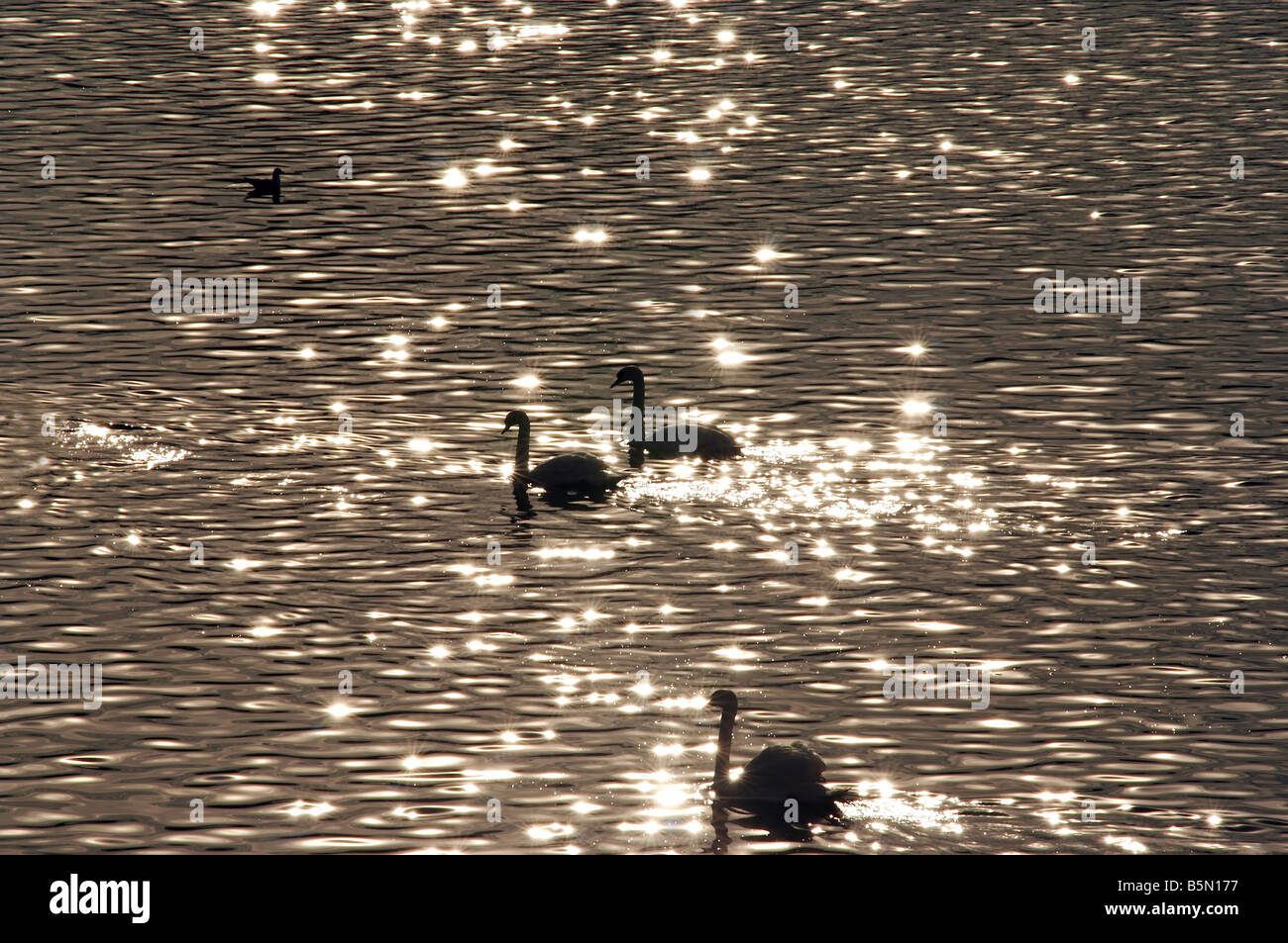 Swan Lake - Colpo di swan sull'acqua nel crepuscolo Foto Stock