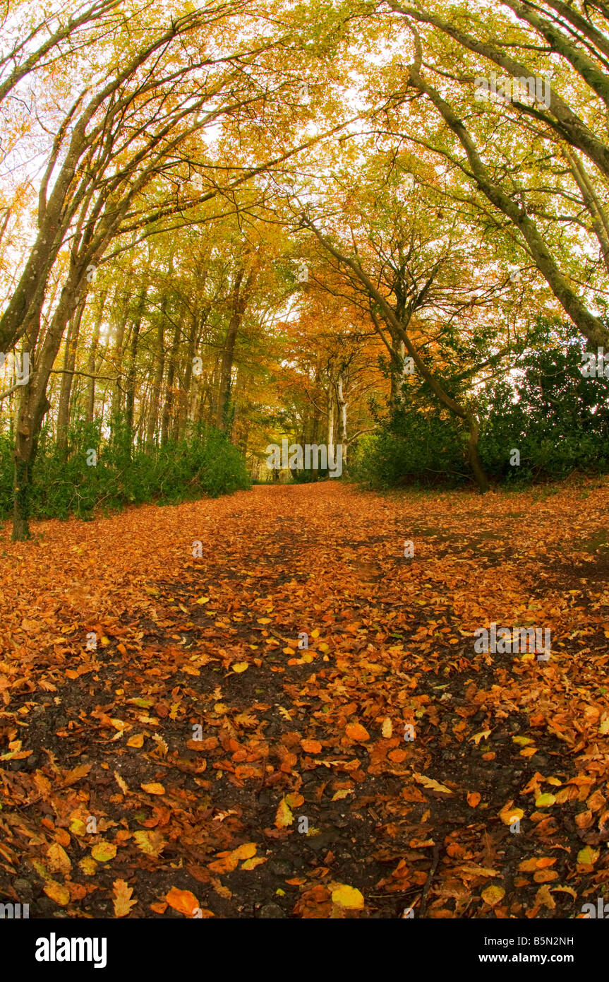 Collezione autunno a tehidy boschi Foto Stock