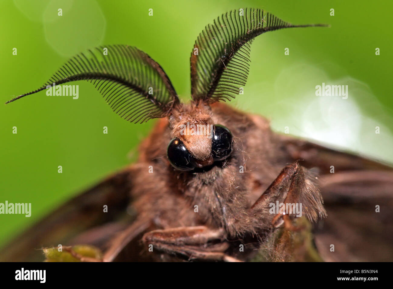 Closeup ritratto della farfalla notturna (specie sconosciute), Malaysia Foto Stock