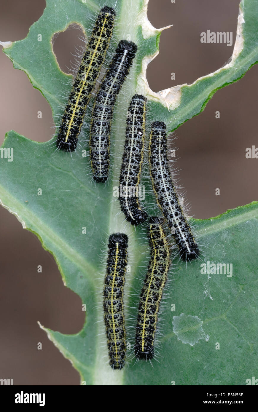 Grandi colonne bianche Pieris brasicae su una foglia di broccoli, Galles, Regno Unito. Foto Stock