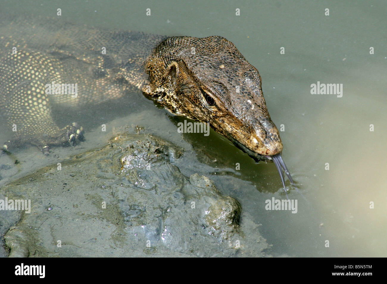 Monitor malese lizard varan (Varanus salvator) nel fiume melacca, Malaysia Foto Stock