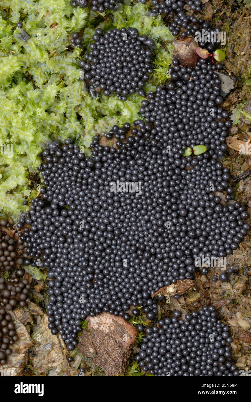 NECTRIA peziza Funggi, Galles, Regno Unito. Foto Stock