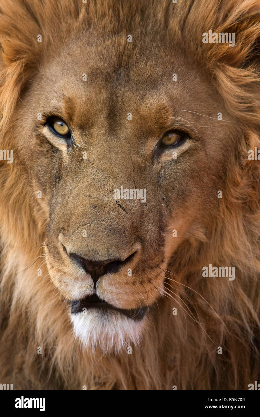 Ritratto di Lion,Etosha,Namibia,Africa Foto Stock