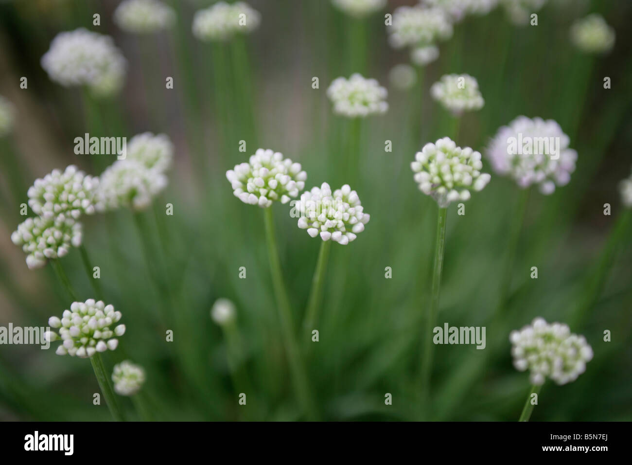Un sacco di piccoli fiori bianchi in un campo o in un prato Foto Stock