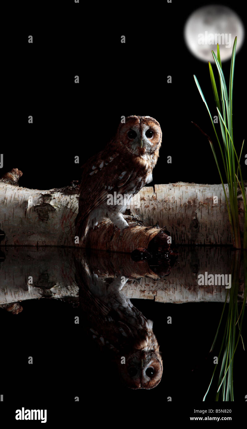Tawney Owl Strix aluco appollaiato sul log di stagno con la riflessione Potton Bedfordshire Foto Stock