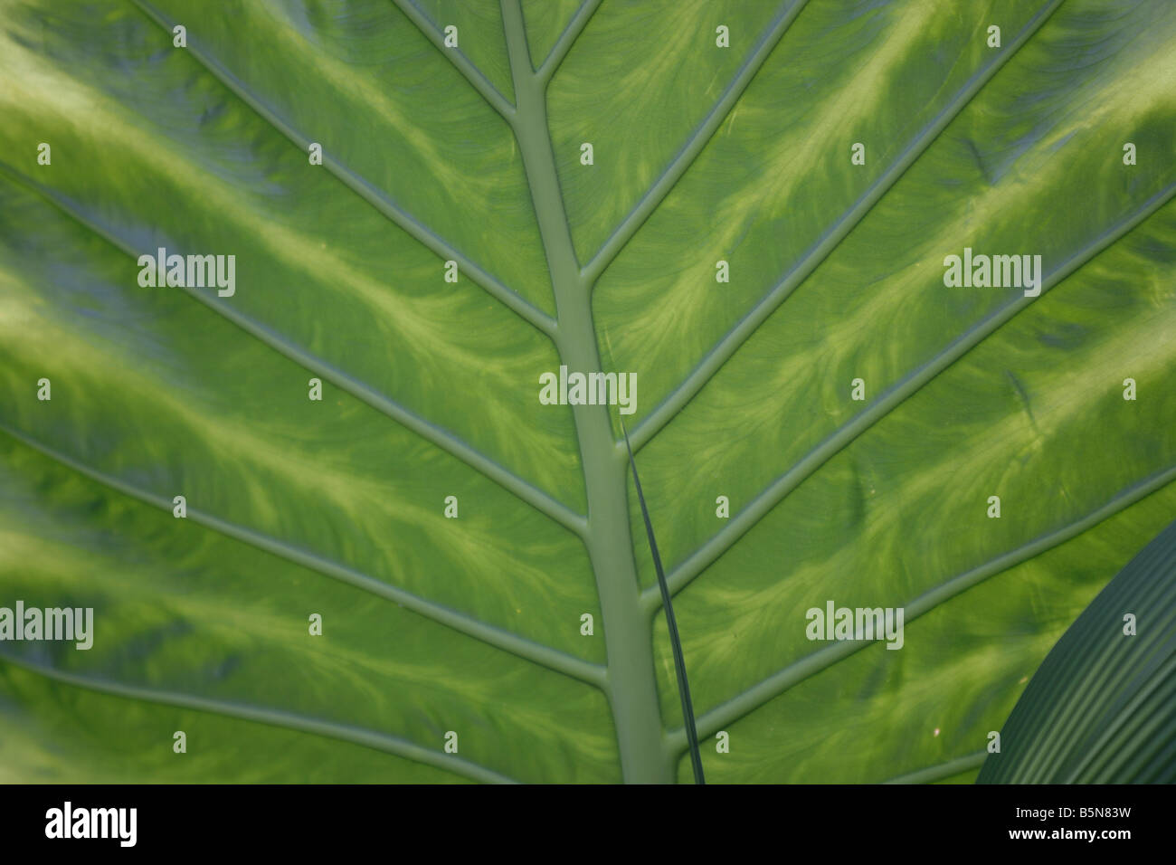 Le vene, verde foglia tropicale, impianto, texture, Foto Stock
