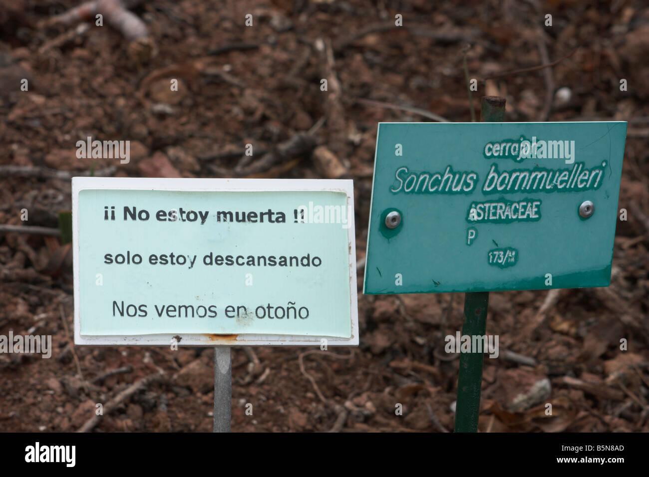 Impianto accedi Jardin Canario a Gran Canaria. La traduzione, ' io non sono morto, sto solo in appoggio. Ci vediamo in autunno. Foto Stock