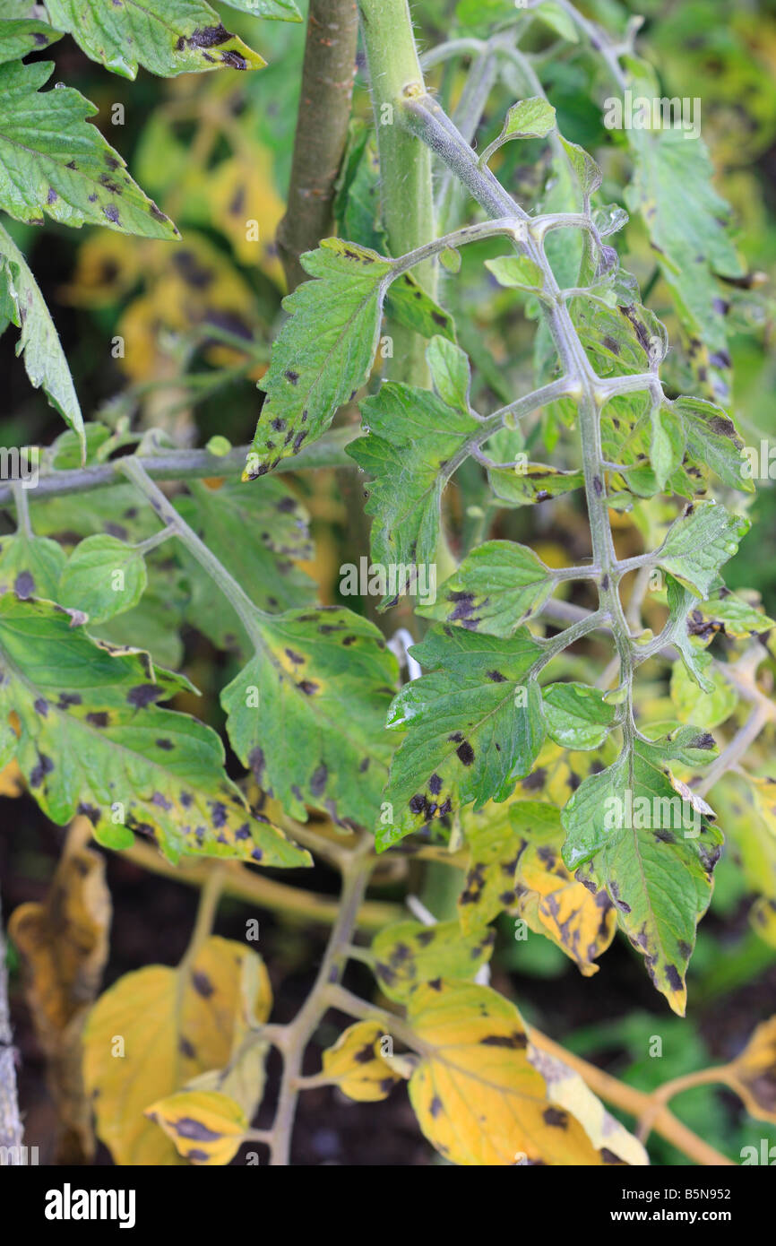 Il pomodoro BLIGHT Phytophthora infestans primi stadi sulla pianta di pomodoro Foto Stock
