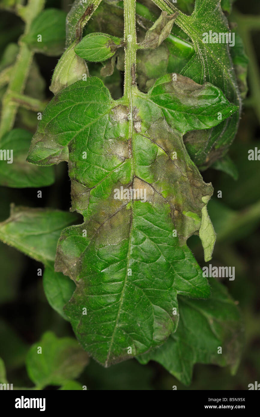 Il pomodoro BLIGHT Phytophthora infestans close up foglie infette Foto Stock