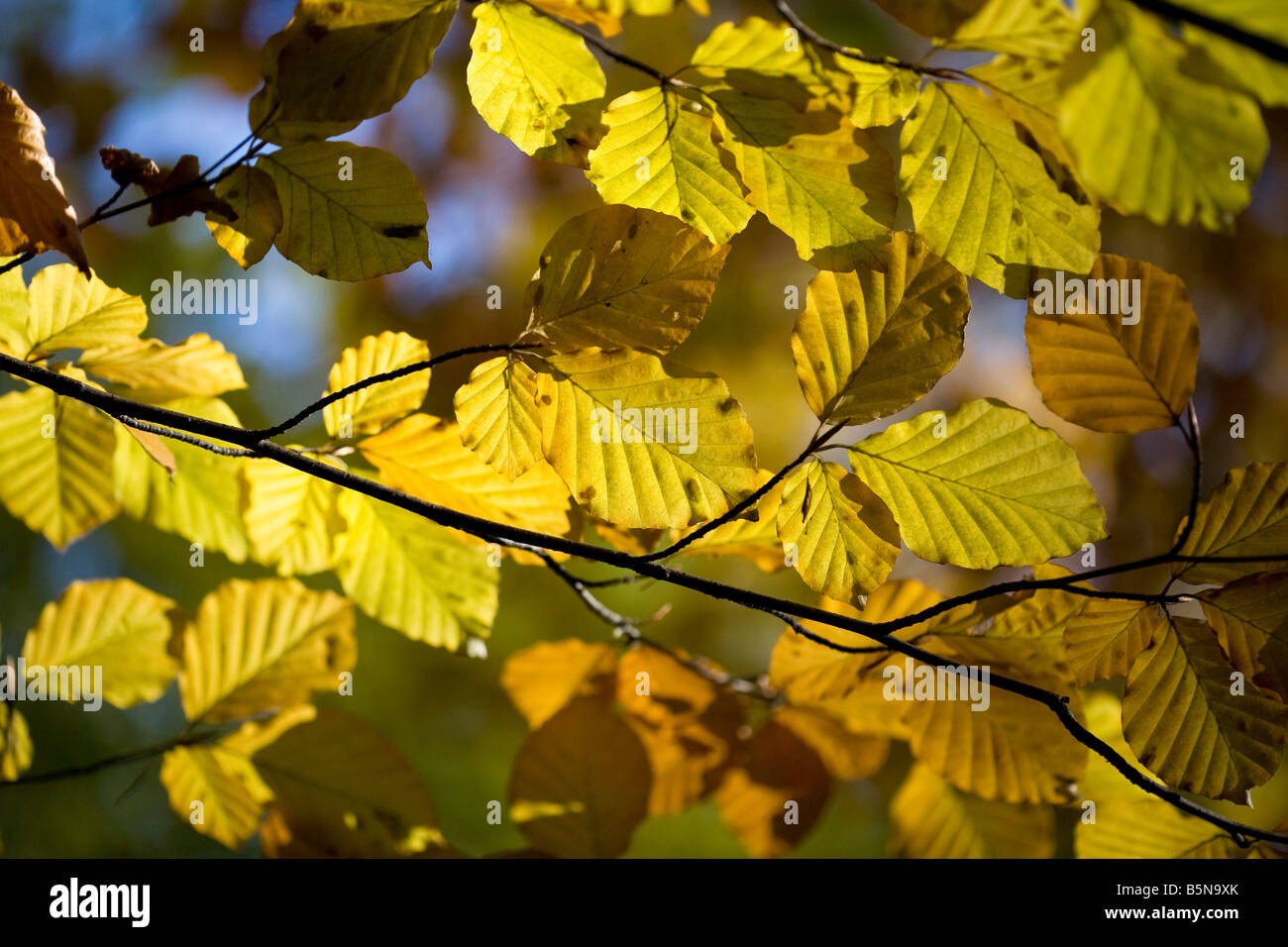 Rami di dorata di foglie di faggio contro un cielo blu in autunno Foto Stock