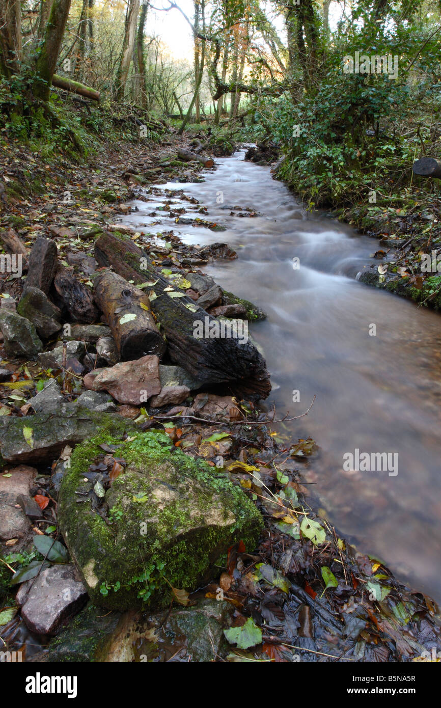 Acqua di sorgente che scorre verso il basso Mendip Hills in autunno a Biddle Combe legno vicino a sud Horrington Wells Somerset Foto Stock