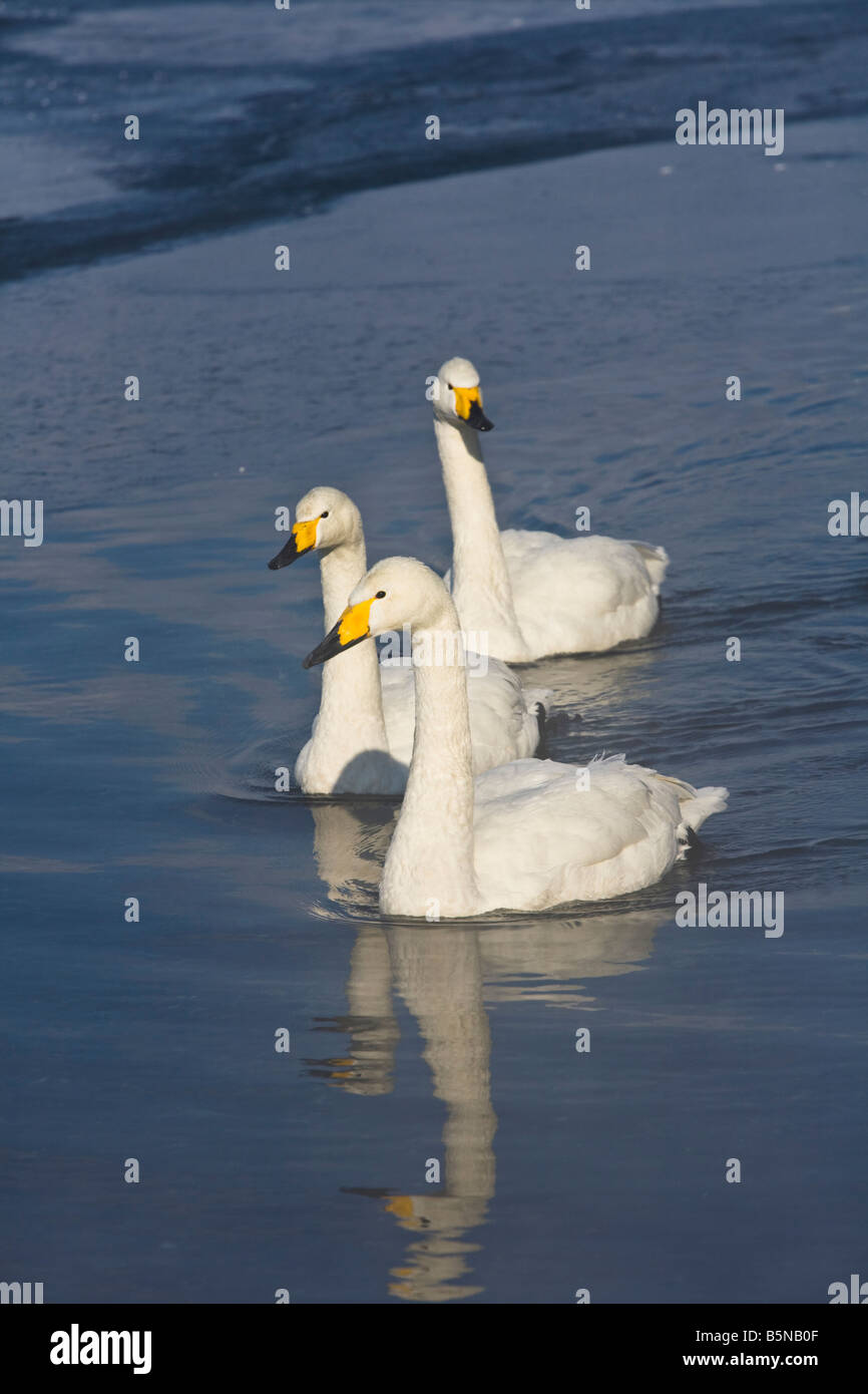Hokkaido in Giappone unico Whooper Swan Cygnus cygnus su una sezione aperta del lago ghiacciato di Kussharo Akan National Park Foto Stock