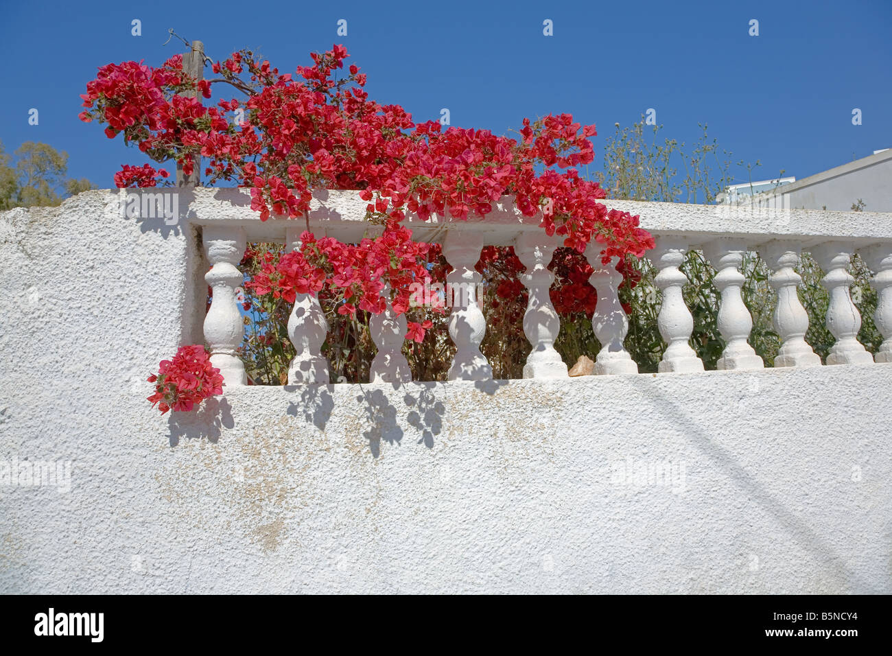 Fiori di colore rosso in corrispondenza di un muro bianco di una casa a Santorini Foto Stock