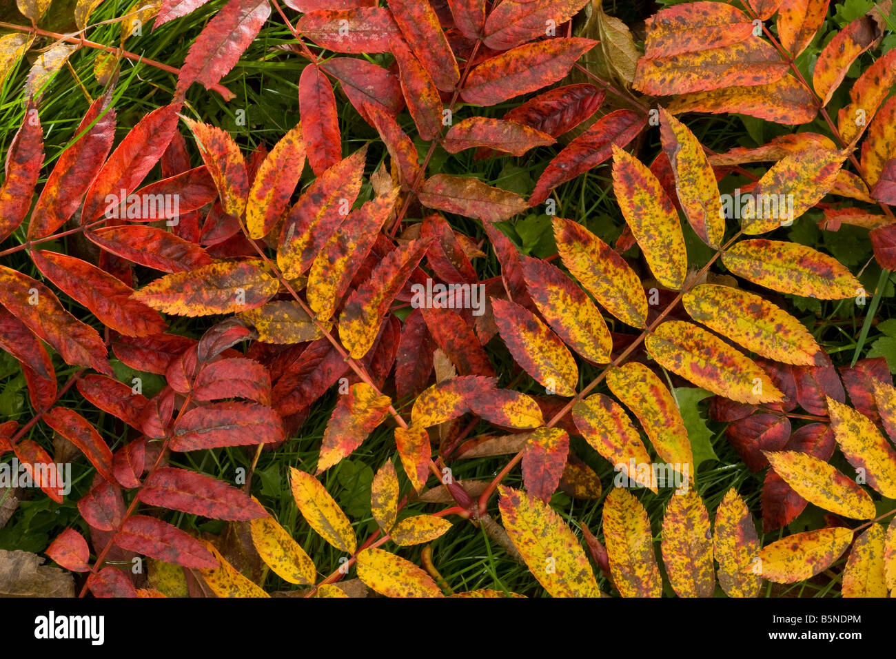 Rowan fogliame Sorbus aucuparia in autunno fortemente colorato Dorset Foto Stock