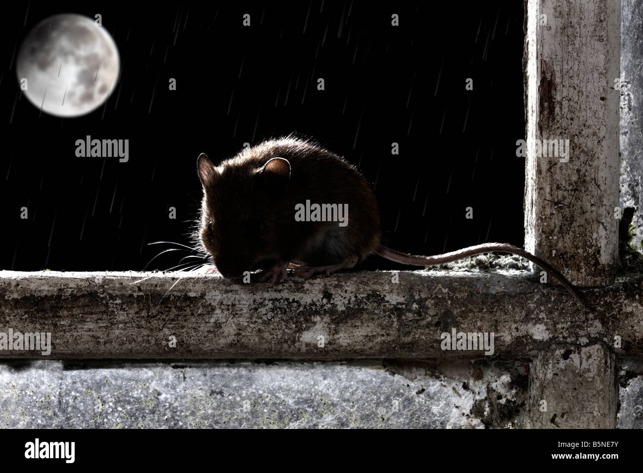 Giallo-Mouse a collo alto Apodemus flavicollis sulla vecchia finestra con luna Potton Bedfordshire Foto Stock