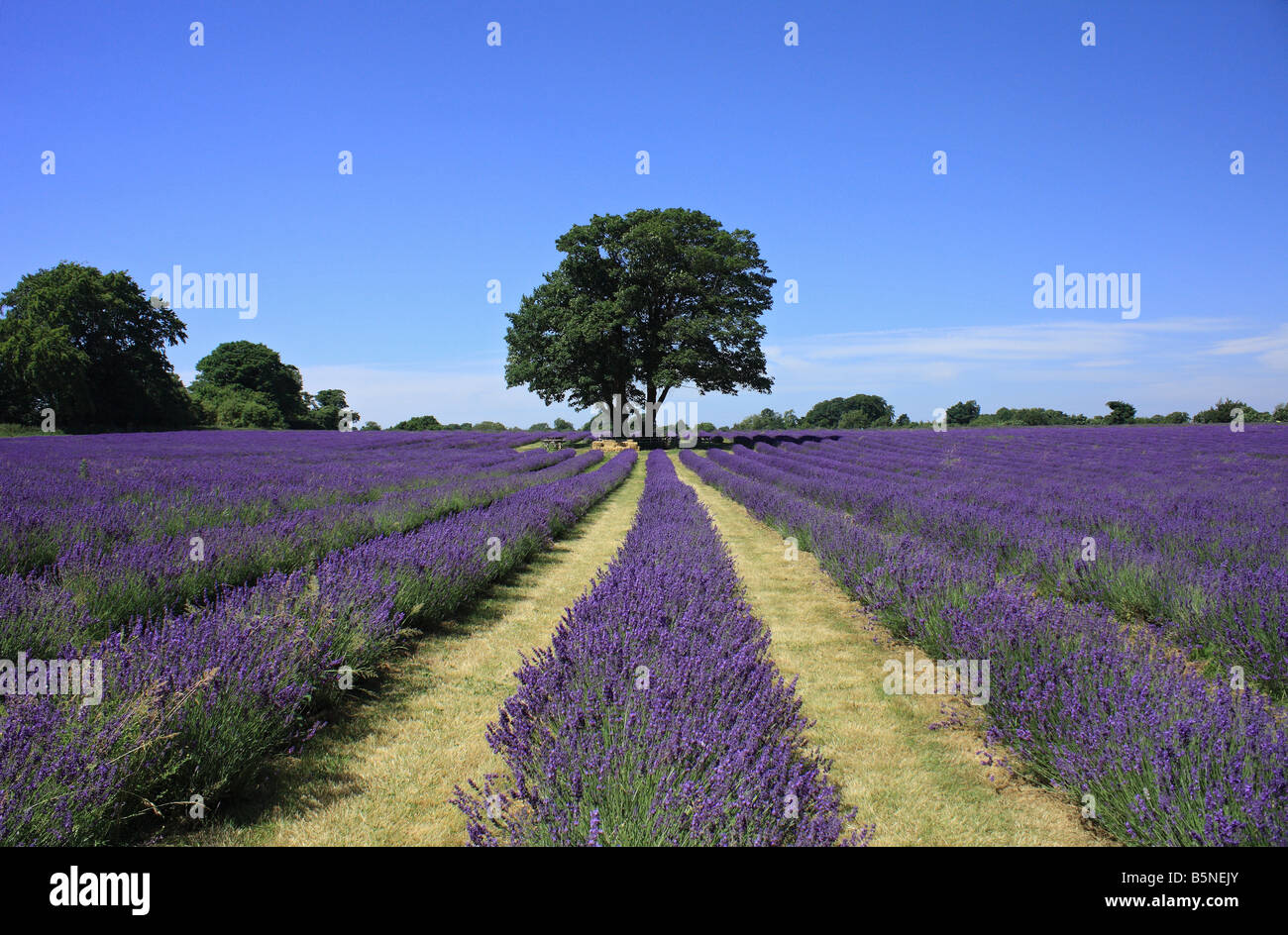 Albero di quercia in campo di lavanda, Mayfield Lavanda, Surrey, Inghilterra, Regno Unito. Foto Stock