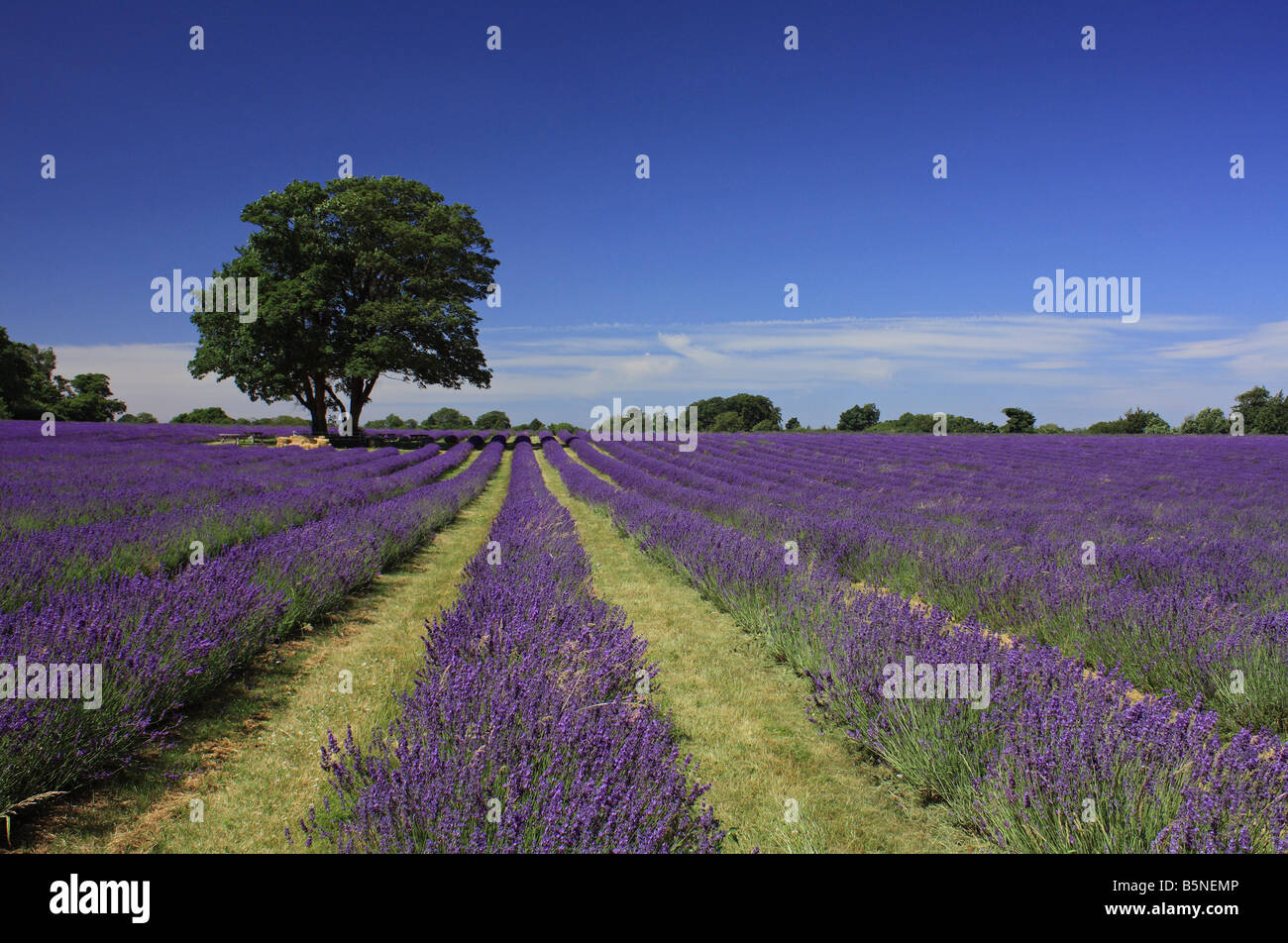 Albero di quercia in campo di lavanda, Mayfield Lavanda, Surrey, Inghilterra, Regno Unito. Foto Stock