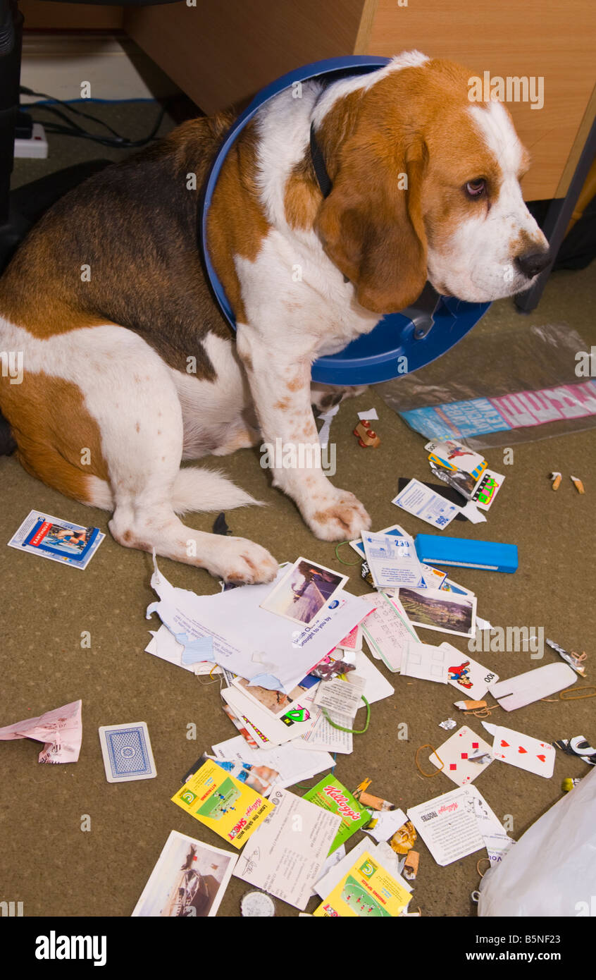 Naughty beagle catturati con la sua testa bloccata in un cestino per carta e contenuto sopra il pianale Foto Stock