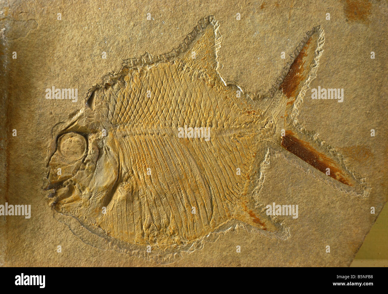 Fossile di un pesce Foto Stock