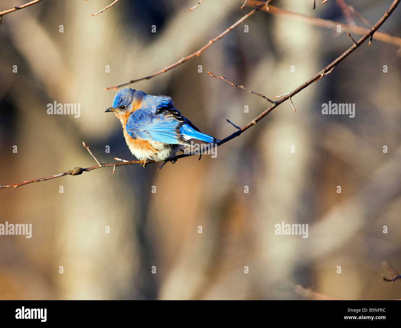 La Eastern Bluebird Sialia sialis è una di medie dimensioni i tordi trovato in open woodlands fattorie e frutteti. Foto Stock