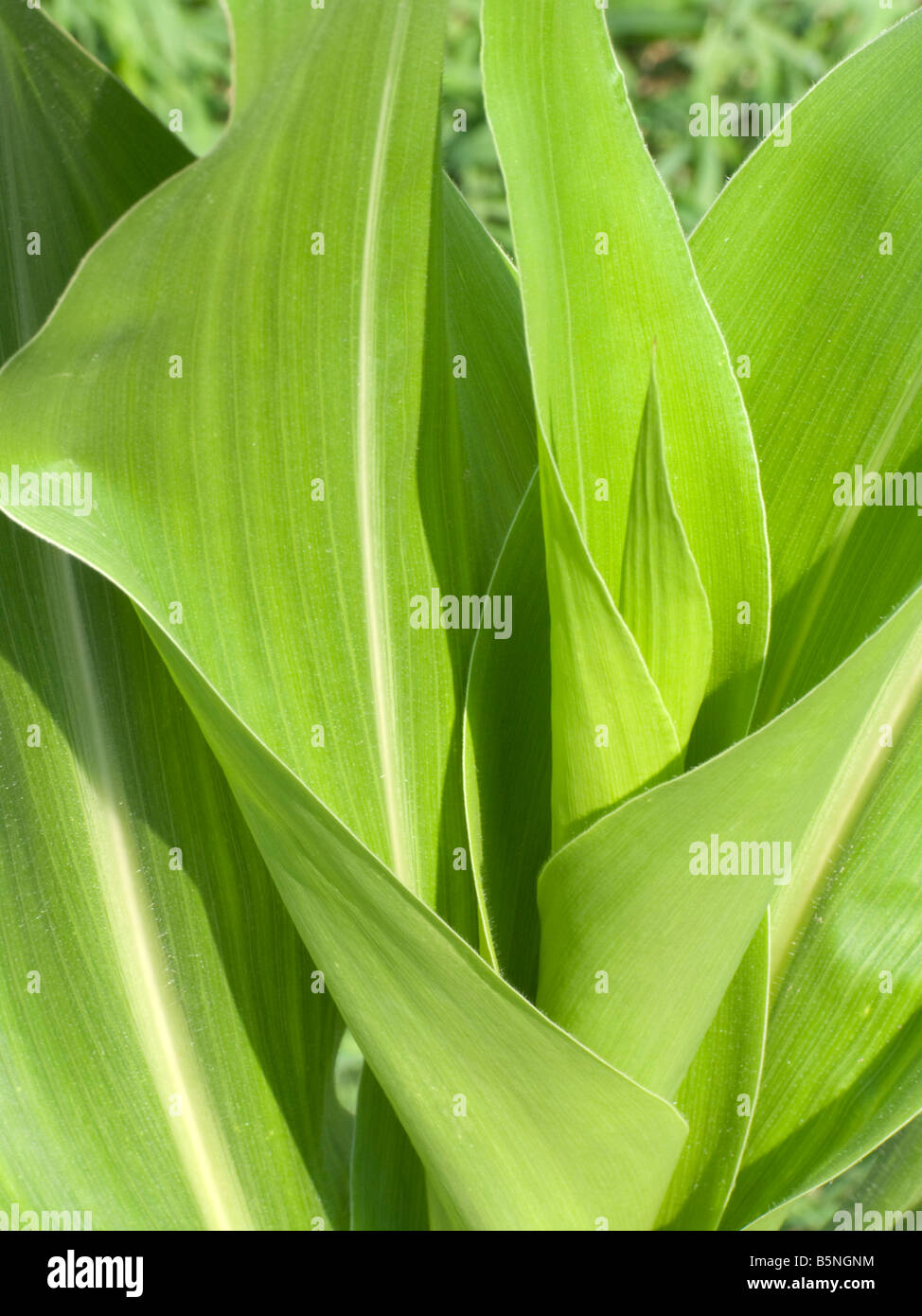 Mature agricola commerciale di piante di mais Foto Stock