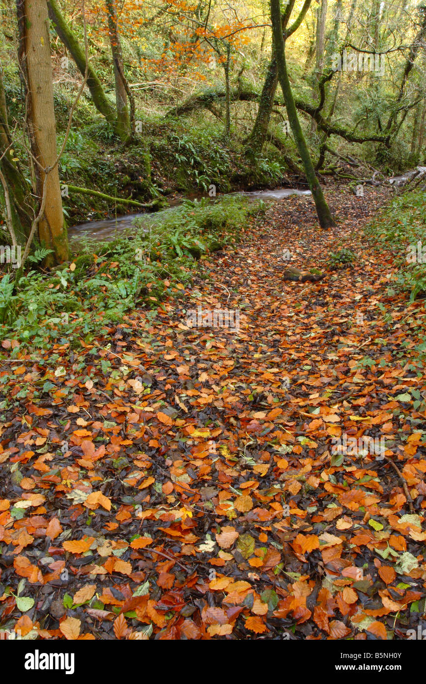 Autumn Fall caduti golden leaf colore sul sentiero pubblico a Biddle Combe legno vicino a sud Horrington Wells Somerset Foto Stock