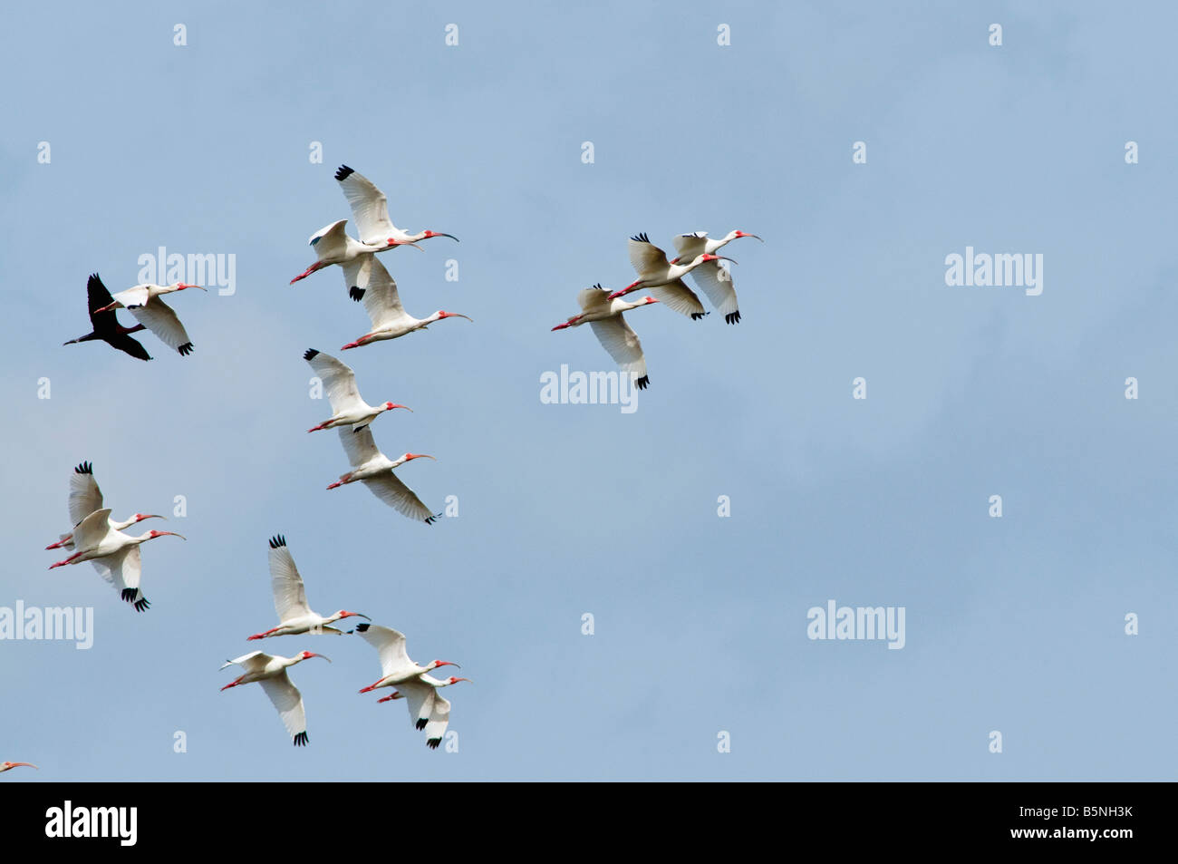 Un mix di Americano bianco ibis, Eudocimus albus, e lucida ibus Plegadis falcinellus, colore scuro, prendere il volo. Foto Stock